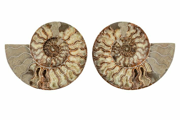 Agatized, Cut & Polished Ammonite Fossil - Madagasar #191585